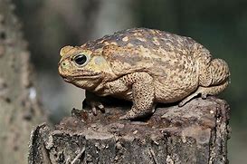 Image result for Straw Hat Giant Toad