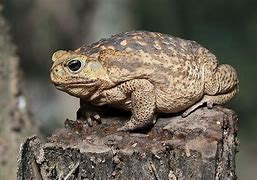 Image result for World's Biggest Toad