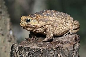 Image result for Biggest Cane Toad