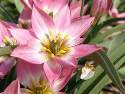 Tulipa aucheriana x hageri ପାଇଁ ପ୍ରତିଛବି ଫଳାଫଳ