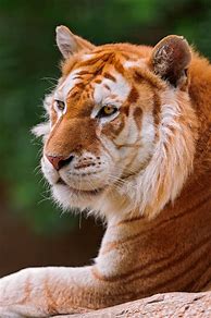 Image result for Golden Tiger iPhone 6