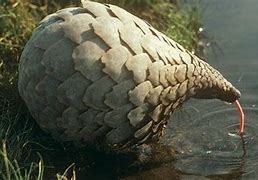 Image result for Pangolin Drinking