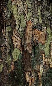 Image result for Marc Anderson Photography Texture