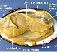 Image result for Clam Anatomy Diagram