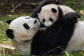 Image result for Panda Family
