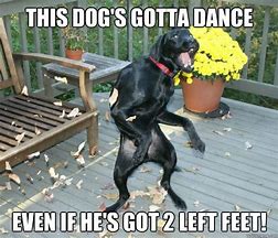 Image result for Dancing Dog Meme