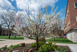 Image result for Spring Pics Syracuse NY