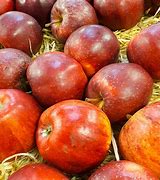Image result for Red Apple Fruit