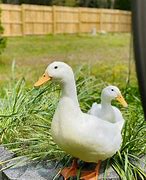 Image result for White Duck