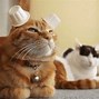 Image result for Weird Cat with Pointy Ears