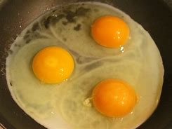 fertilized eggs 的图像结果