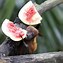 Image result for Fruit Bat