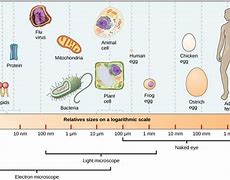 Image result for The Smallest Cell in Organisms