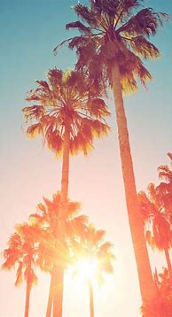 Image result for Summer iPhone Wallpaper