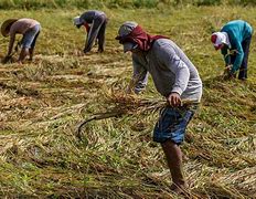 Image result for Local Farmers Philippines