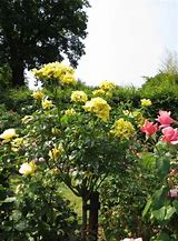 Image result for standard roses gold colors