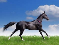 Image result for Pictures of Thoroughbreds