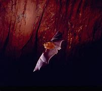 Image result for Types of Bats Species