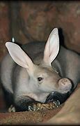 Image result for Animals with Ears On Either Side