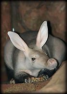 Image result for Animals with Red Ears