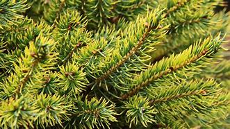 Image result for Picea abies Goldnugget (Aurea WB)