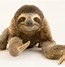 Image result for Photogenic Baby Sloth