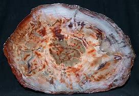 Image result for Red Petrified Wood