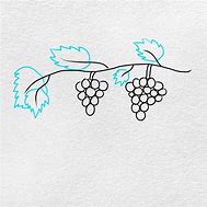 Image result for Simple Grape Vine Drawing