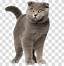 Image result for Grey Kitten No Background