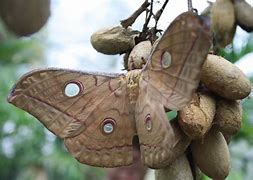 silk moth 的图像结果