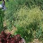 Afbeeldingsresultaten voor Deschampsia cespitosa Waldschratt