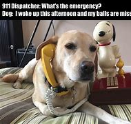 Image result for Animal Looking at Phone Meme