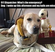 Image result for Dog Holding Phone Meme