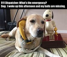 Image result for Funny Dog Phone Meme