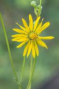 Image result for Silphium terebinthinaceum