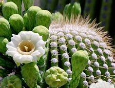 Image result for Cactus Nature Desktop Nexus