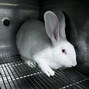 Image result for What Is Animal Testing