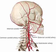 Image result for Where Is Your Carotid
