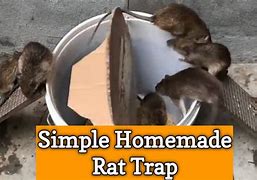 Image result for Homemade Rat Trap