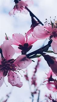 Image result for iPhone Wallpaper XS Max Flowers