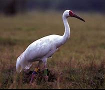 Image result for Siberian Crane