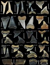 Image result for Different Shark Teeth Identification