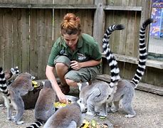 Image result for Zookeeper Opens the Zoo