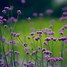 Image result for Flower Pictures Wallpaper