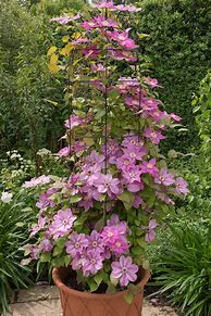 Image result for Clematis Plants Outdoor Garden Ready in Pots