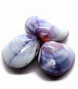 Image result for Polished Clam Shells