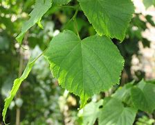 Image result for Tilia cordata Greenspire