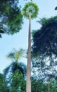 Image result for Tallest Fruit Trees
