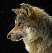 Image result for Awolf
