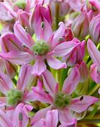 Image result for Allium nigrum Pink Jewel